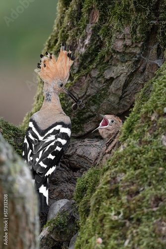 It's time to feed, Eurasian hoopoes on nest (Upupa epops)