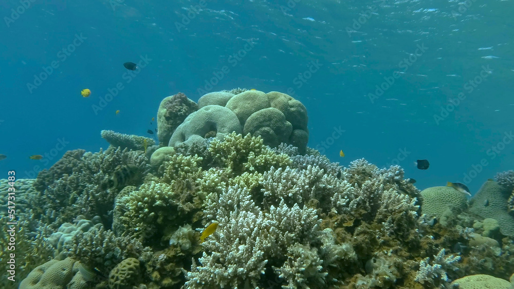 Fototapeta premium Colorful tropical fishes and beautiful coral reef on blue water background. Underwater life on coral reef in the ocean. Red sea, Egypt