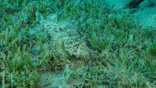 Close-up, Scorpionfish hiding among the reef. Tasseled Scorpionfish, Small-scaled Scorpionfish (Scorpaenopsis oxycephala). © Andriy Nekrasov
