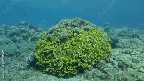 Brown alga Peacock's Tail (Padina pavonica) covered coral reefes. The once beautiful coral reef is overgrown with algae as a result of eutrophication (increase organic matter in the sea water) Red sea