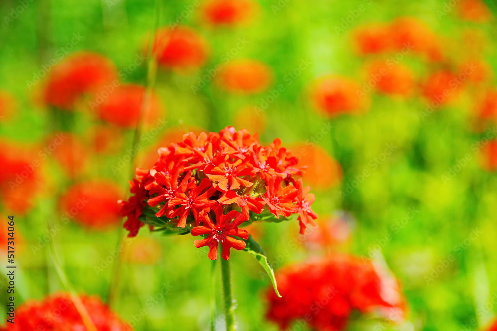 Red blooming flower close up on blurred background of bright green meadow in summer sunlight Red blooming flower close up on blurred background of bright green meadow in summer sunlight