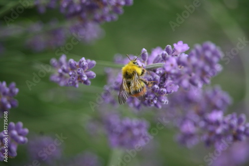 Bug sitting on a flower © Alexander