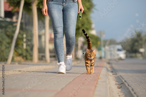 A Bengal cat on a leash walks next to a woman on the sidewalk. photo