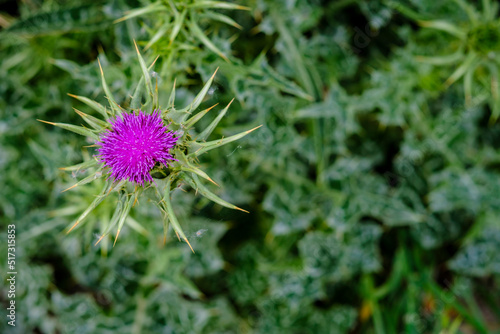 Detail of thistle in flower, vernacular name given to different species of plants, essentially of the Asteraceae family,