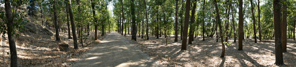 Fototapeta premium Panoramica de bosque
