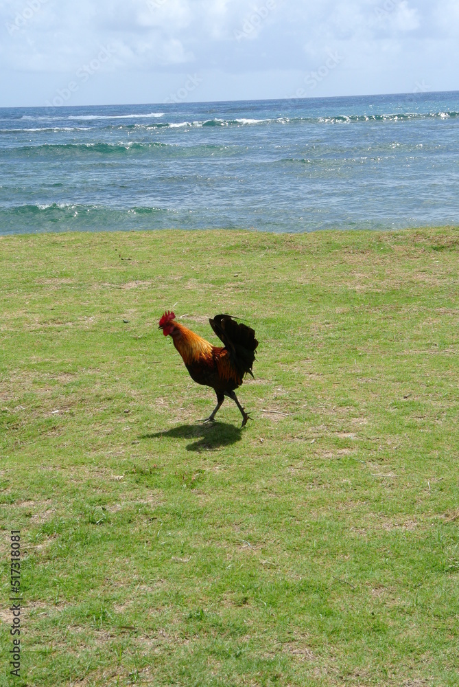 Fototapeta premium Chicken and Sea