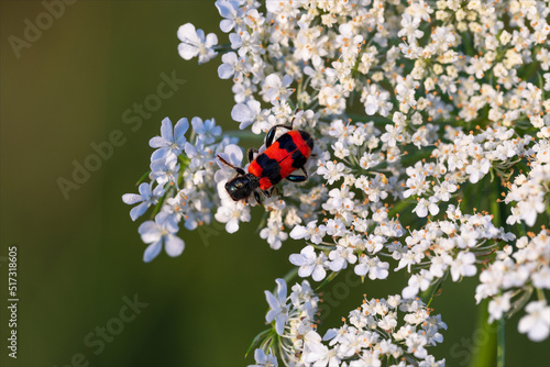 Insetto Trichodes apiarius, coleottero appartenente alla famiglia Cleridae, di colore rosso e nero posto su un fiore bianco con sfondo verde. photo