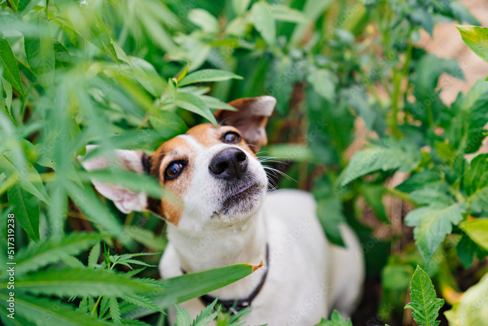 a drug-seeking dog barks at cannabis plants. illegal cultivation of cannabis. narcotic plant. crime. drug trafficking law. a drug-seeking dog barks at cannabis plants. illegal cultivation of cannabis. narcotic plant. crime. drug trafficking law.