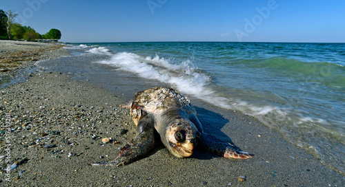 Unechte Karettschildkröte (Caretta caretta) - tot angeschwemmt an der griechischen Küste (Skotina Beach, Griechenland) photo