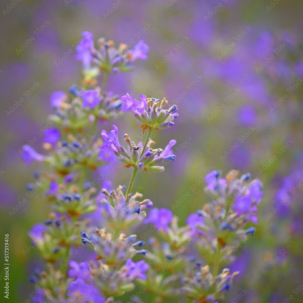 Lavender (Lavandula). Beautiful blooming purple flower - medicinal plant. Natural colorful background. Lavender (Lavandula). Beautiful blooming purple flower - medicinal plant. Natural colorful background.