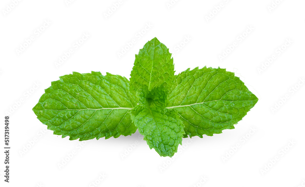 Mint leaves isolated on white Mint leaves isolated on white