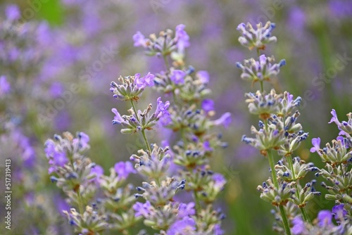 Lavender   Lavandula . Beautiful blooming purple flower - medicinal plant. Natural colorful background.