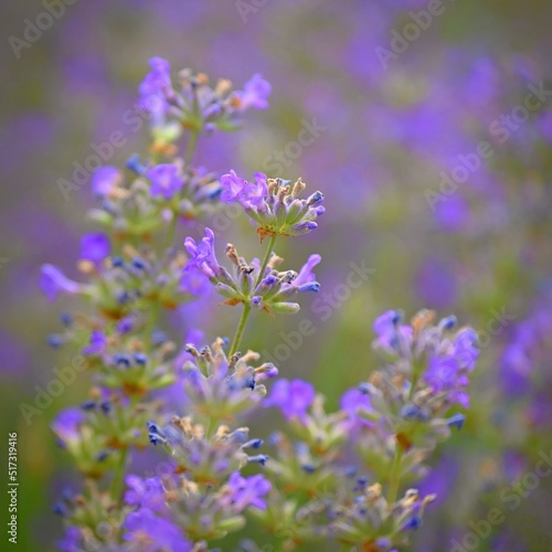 Lavender   Lavandula . Beautiful blooming purple flower - medicinal plant. Natural colorful background.