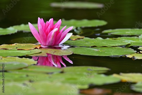 Beautiful flowering pink water lily - lotus in a garden in a pond. Reflections on water surface.