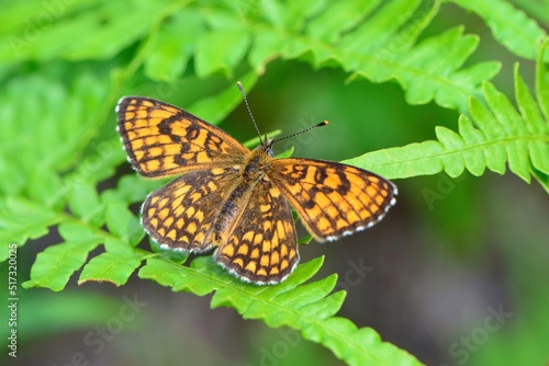 オレンジと黒の鮮やかな美しい高原のチョウ、絶滅危惧種のコヒョウモンモドキ © trogon