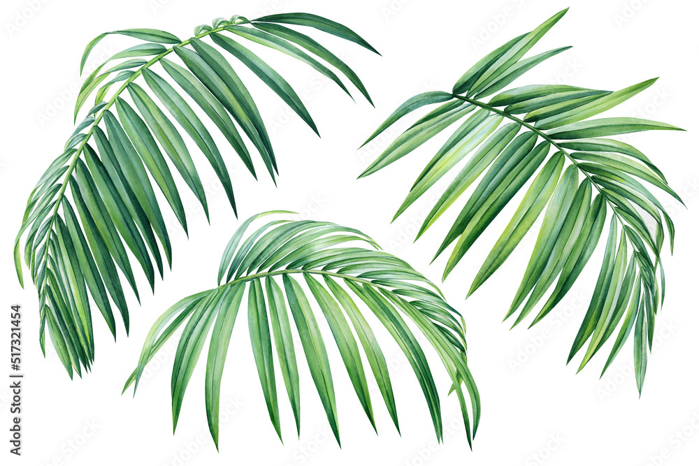 Fototapeta premium Palm leaf. Tropical leaves set. Jungle botanical watercolor illustrations, hand-draw floral elements