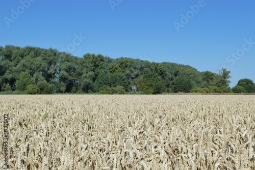 Weizenfeld Landschaft mit Jagdkanzel photo