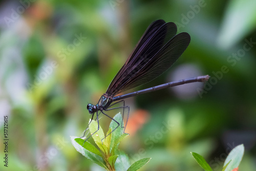 神様のトンボ ハグロトンボのメスがサツキの芽にとまり翅を広げる © eddiemgg
