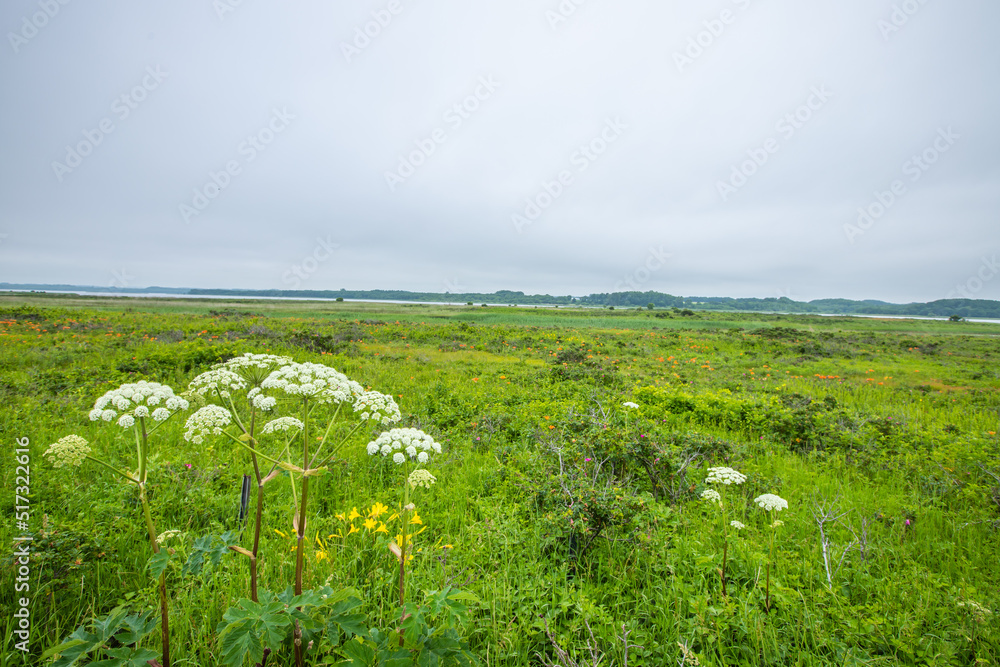 北海道 小清水原生花園
北海道 小清水原生花園