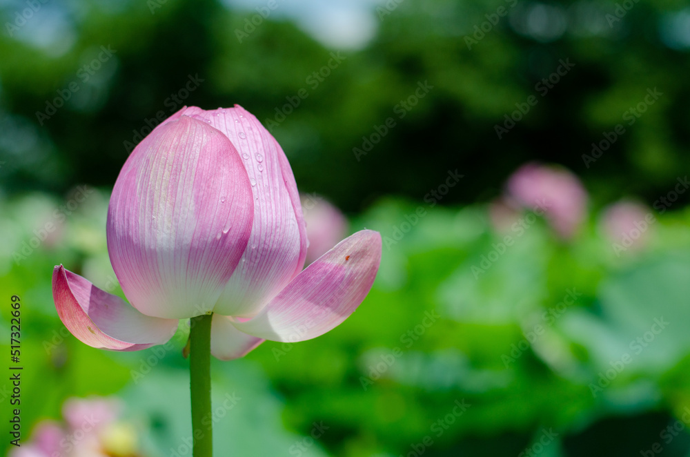 Fototapeta premium Flor de loto lotus