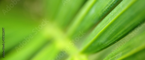 Close up image of green leaf detail. Ecology and nature banner