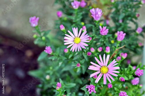 Beautiful blooming daisy flowers on background of green plants in the summer home garden. Odessa, Ukraine.