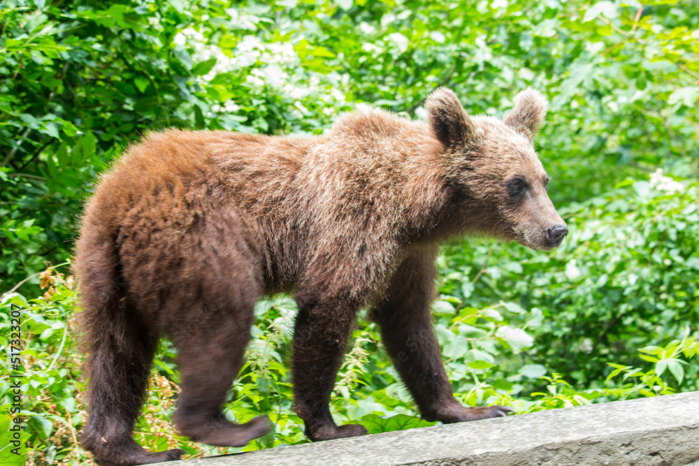 Young bear on a road Young bear on a road