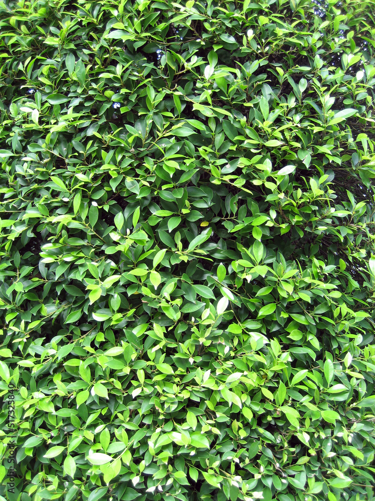 green leaves background green leaves background