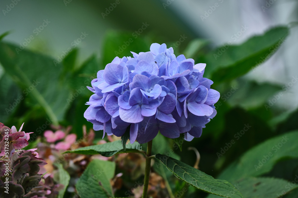 Beautiful flowers of Sikkim, India, flowering plants in Sikkim, Selective focus. Beautiful flowers of Sikkim, India, flowering plants in Sikkim, Selective focus.