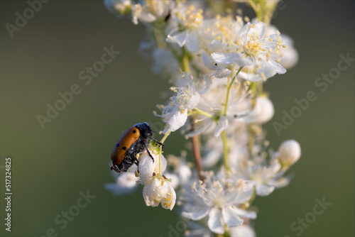 Lacnea a sei punte, Lachnaea sex-punctata, piccolo insetto della famiglia Chrysomelidae, di colore marrone con sei punti neri. Insetto posato su fiori bianchi. photo