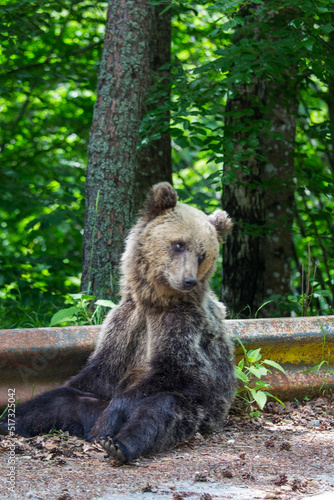 Young bear on a road