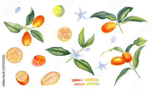 Fototapeta Naklejka Na Ścianę i Meble -  Large watercolor orange kumquat clipart. Hand drawn illustration of orange citrus fruit on isolated background. Realistic image of a tropical crop for any design.