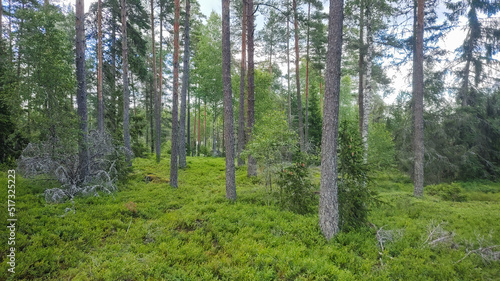 Summer Forest in Sweden with beautiful green trees