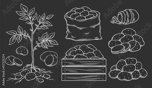 Potato harvest for farm market, line icons set, hand drawn with chalk on blackboard