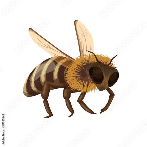 Honey bee flying with buzz, isolated cute honeybee, small wild summer insect from hive