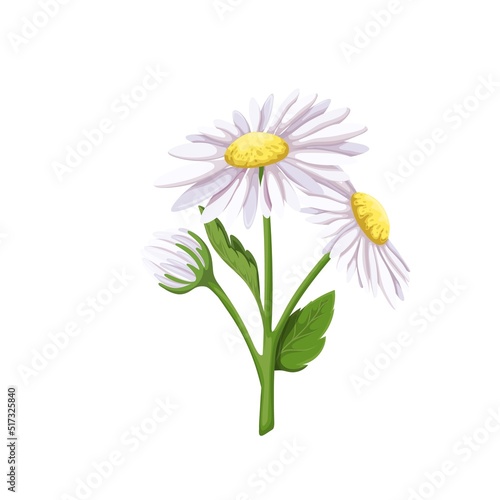 White daisy flowers, isolated spring and summer bouquet with meadow chamomiles bunch