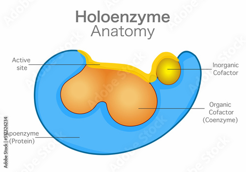 Holoenzyme is a heat stable, small molecular weight inactive organic compound or ion found in the structure of cofactors. Section anatomy diagram. Parts, coenzyme, apoenzyme, active site. Vector