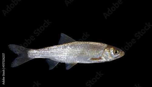 The common dace (Leuciscus leuciscus)