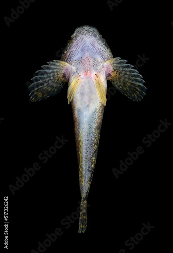 The European bullhead (Cottus gobio) 
