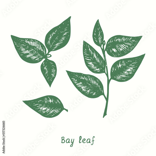 Bay leaf twig and leaves.  Ink black and white doodle drawing in woodcut style