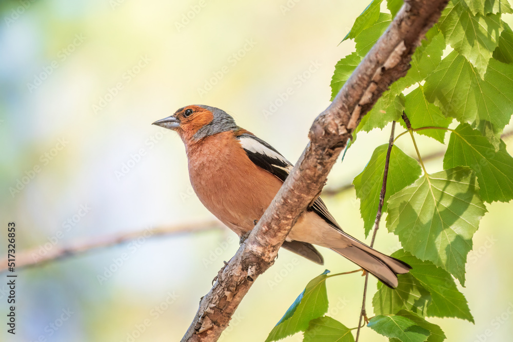 Common chaffinch, Fringilla coelebs, sits on a branch in spring on green background. Common chaffinch in wildlife. Common chaffinch, Fringilla coelebs, sits on a branch in spring on green background. Common chaffinch in wildlife.