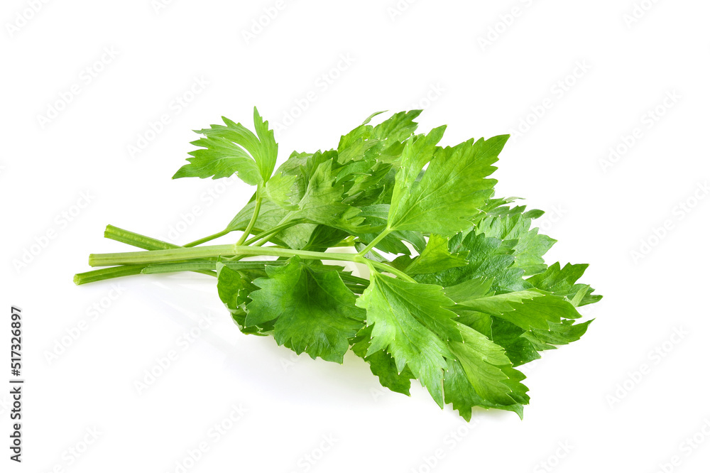 fresh Celery isolated on white background fresh Celery isolated on white background