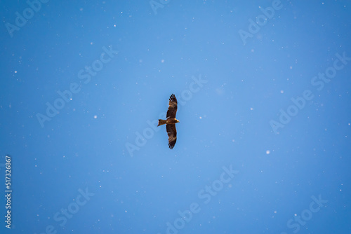 The bird of prey Black Kite flying in blue Sky in winter snowfall