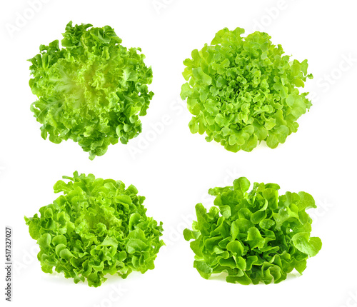 Green oak lettuce on white background