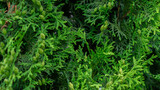 Extraordinarily beautiful green vegetation with a blurred background in a city park.