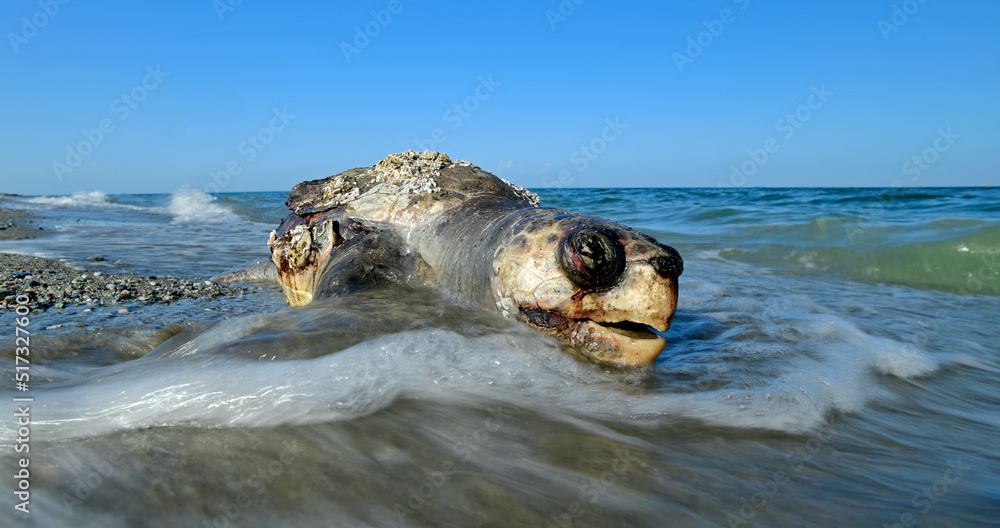 Fototapeta premium Loggerhead turtle (Caretta caretta) - washed up dead on the Greek coast (Skotina Beach, Greece) // Unechte Karettschildkröte (Caretta caretta)