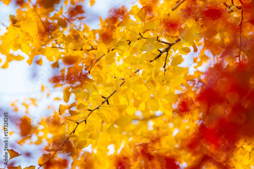 紅葉