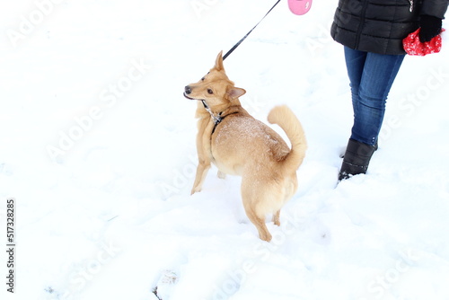 In cold winter weather, a red dog, a Caroline breed, is walked on a leash, where it plays on the white snow.