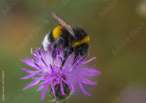 Eine Hummel auf einer Blüte ist mit Pollenstaub bedeckt © biggi62