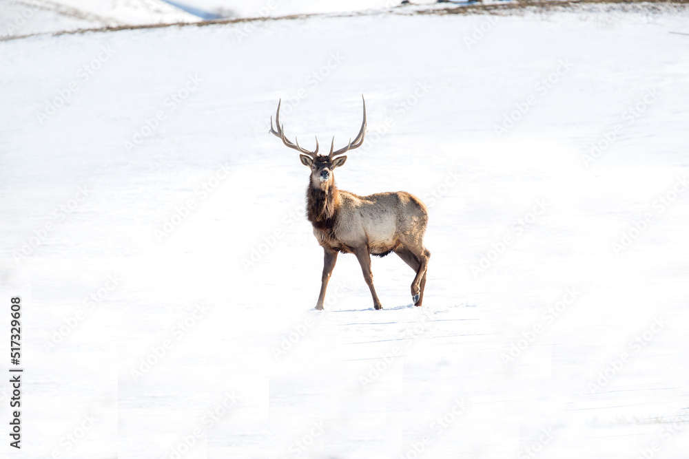 Deer in the snow against the sky and mountains. A herd of wild deer. Deer in the snow against the sky and mountains. A herd of wild deer.
